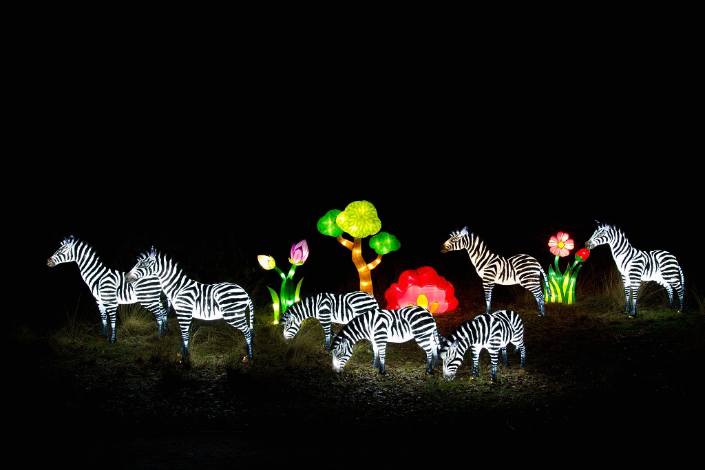 china light licht festival lichtshow show festiviteit glow evenement event chinees chinese verlichting draak dragon lichtfestival zoo